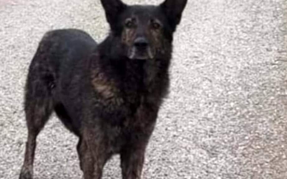 Cane Black fuggito per i botti di Capodanno ritrovato a 200 km da casa |  Sky TG24