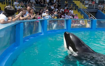 The audience at the Miami Seaquarium watching Lolita the killer whale at its 40th anniversary performance. (Photo by: Jeff Greenberg/Universal Images Group via Getty Images)