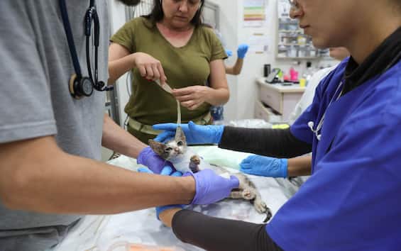 Aosta, tac al gatto in ospedale: quattro indagati