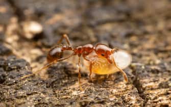 A Red Imported Fire Ant (Solenopsis invicta) worker relocates a pupa from one part of a decaying log to another.