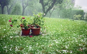 Pouring rain, meadow scattered with hail, damaged roses in flower pots. Italy during a strong summer storm.