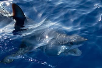 ISLAMORADA, FL - MAY 26: Mako shark in Islamorada, Florida. (Photo by Ronald C. Modra/Getty Images)