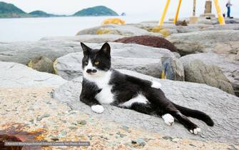 Le foto dei 40 finalisti all'Animal Friends Comedy Pet Photo Awards