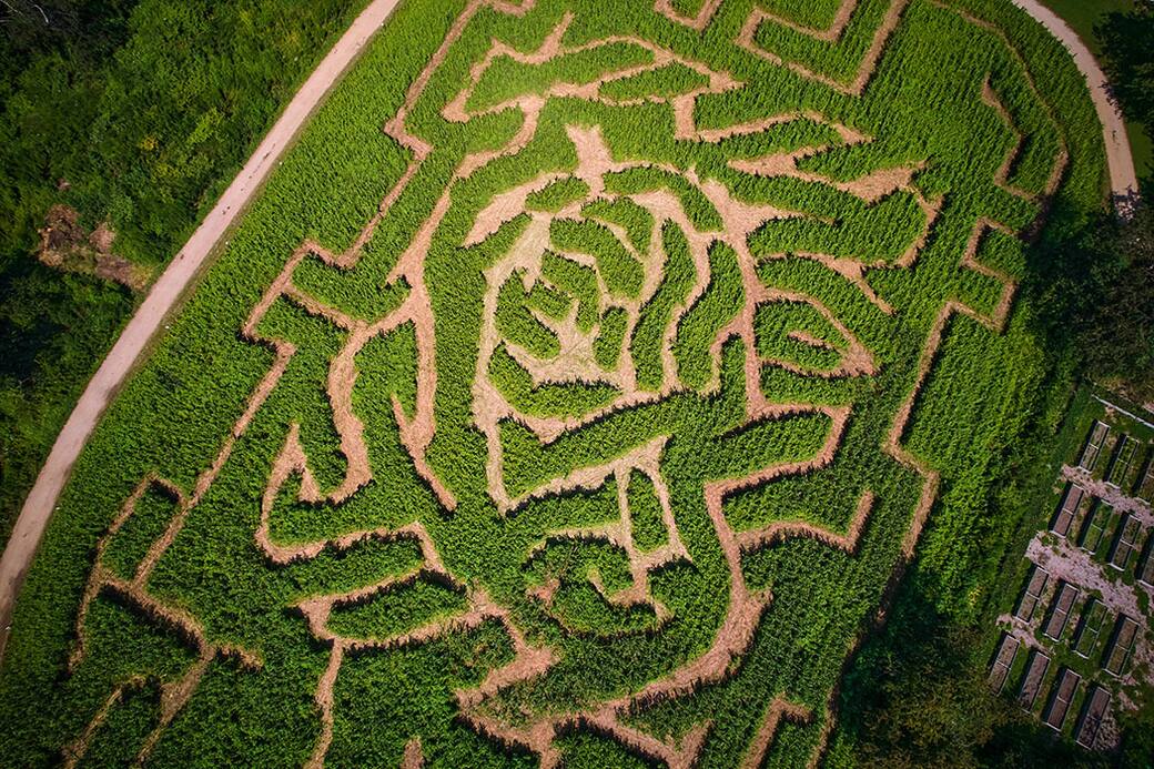Aerial_view_of_The_Amazing_Maize_Maze_at_Queens_Farm._Photo_Matthew_Borowick.jpeg