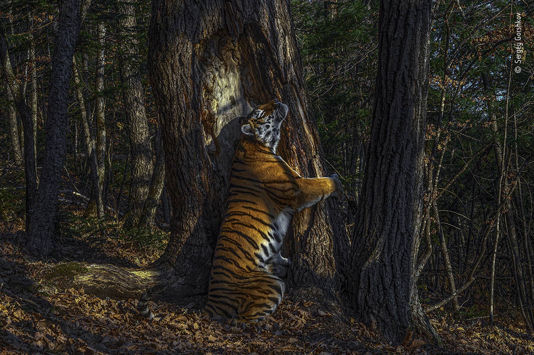 13_©_Sergey_Gorshkov_Wildlife_Photographer_of_the_Year_2020.jpg