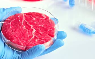 Hand in glove hold meat sample in plastic cell culture dish. Clean cell-based meat. Panoramic composition, concept shot in white, blue, red. Muscle an