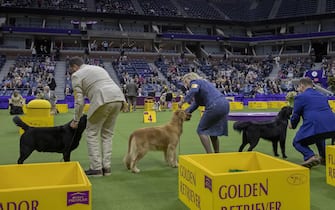 epa10618472 Dogs from the Sporting Group are presented during the 147th annual Westminster Kennel Club Dog Show being held at the USTA Billie Jean King National Tennis Center in Flushing Meadows, in the Queens borough of New York, New York, USA, 09 May 2023.  EPA/SARAH YENESEL