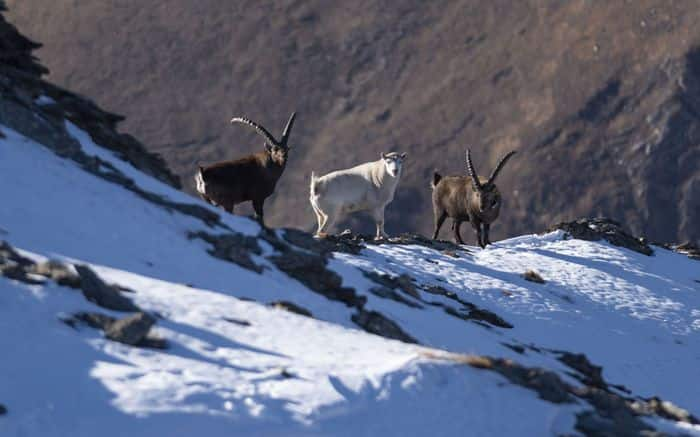 Lo stambecco bianco