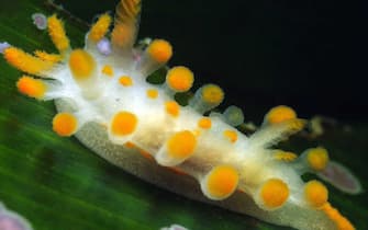 Lumaca di mare