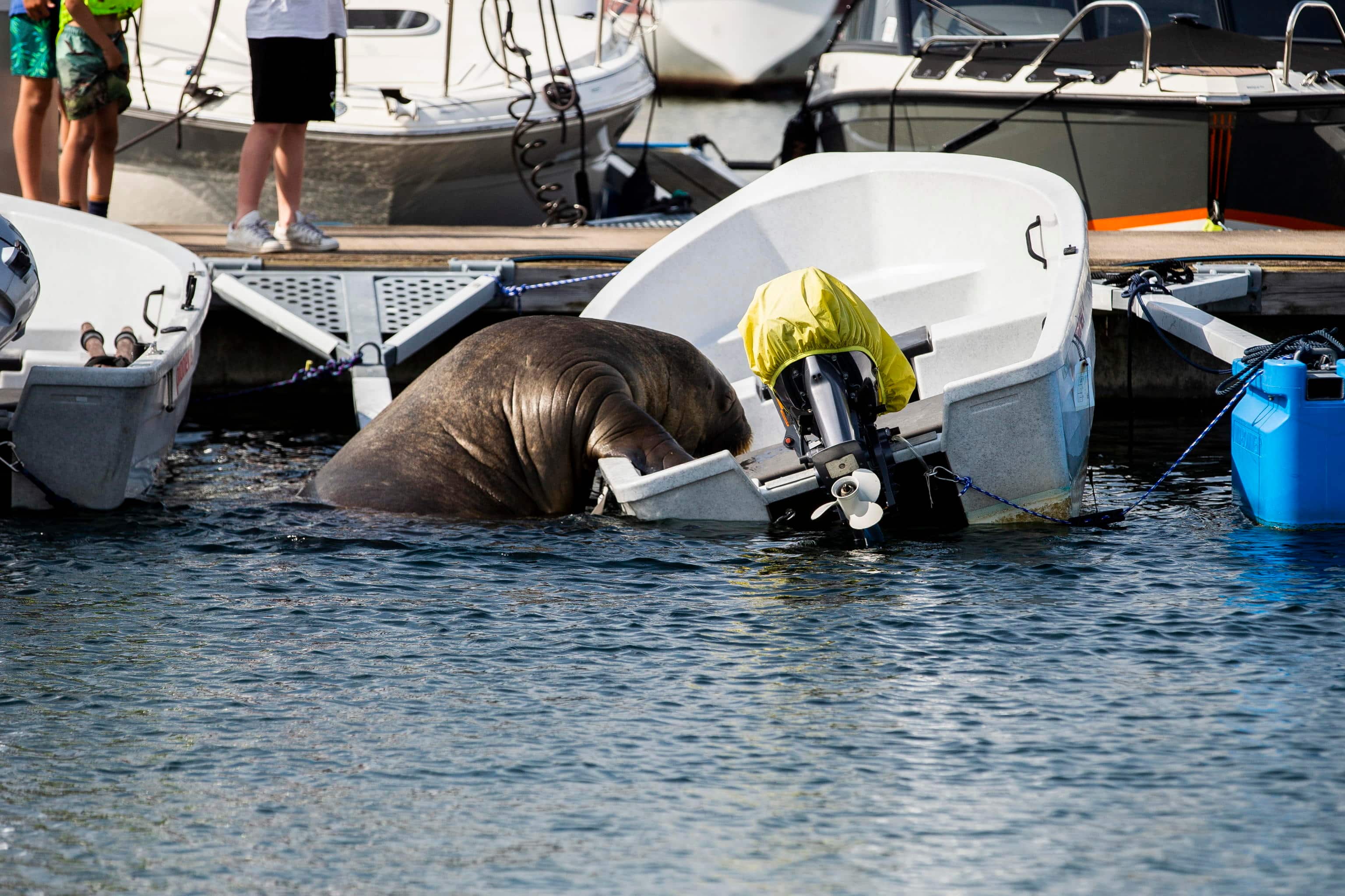 Freya the walrus in Frognerkilen bay, Norway, 20 July 2022 (issued 24 July 2022). The marine mammal has been damaging and often sinking small boats anchored along the Nordic coast after trying to get on and relax on them.  ANSA/TROND REIDAR TEIGEN