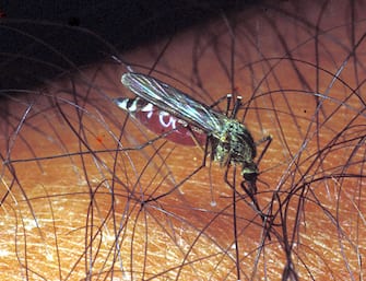 Una zanzara  del genere Culex, 06 agosto 2023.   ANSA / ANDREA LIBERTO