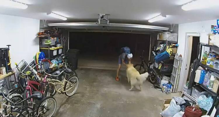 San Diego, cane da guardia fa amicizia con il ladro