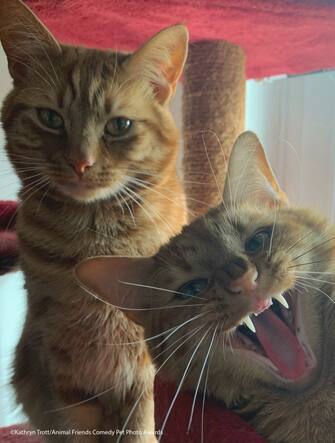 Le foto dei 40 finalisti all'Animal Friends Comedy Pet Photo Awards