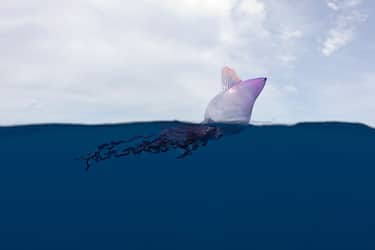 Il ruolo del cambiamento climatico e l’arrivo in Europa