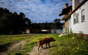 A picture taken on February 12, 2023 shows Bobi, a 30 year-old Portuguese dog that has been declared the world's oldest dog by Guinness World Records, walking in the backyard of his home in the village of Conqueiros near Leiria. (Photo by PATRICIA DE MELO MOREIRA / AFP) (Photo by PATRICIA DE MELO MOREIRA/AFP via Getty Images)