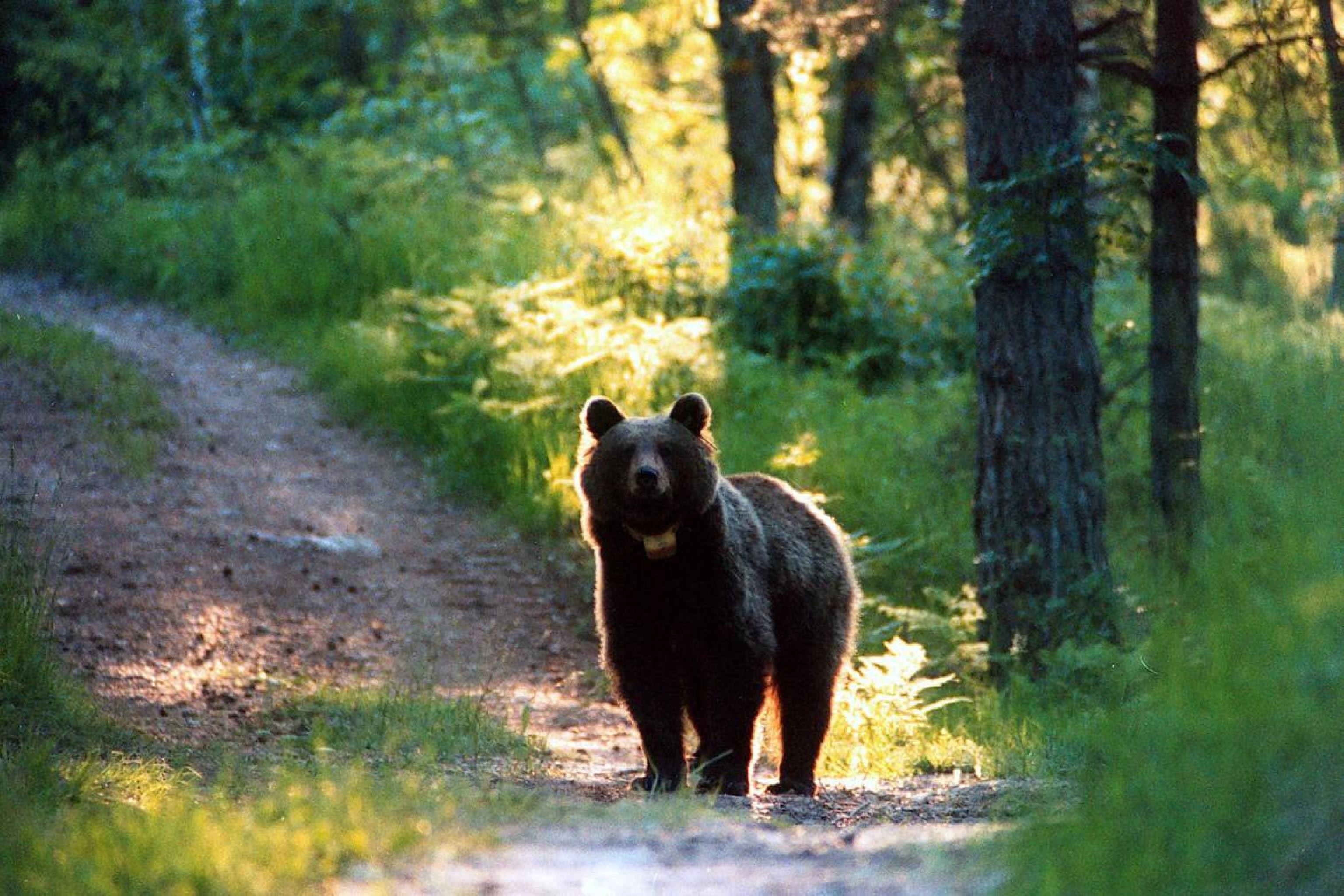 (ARCHIVIO) Un orso in Trentino, in una immagine di archivio. ANSA/UFF STAMPA PAT ++NO SALES, EDITORIAL USE ONLY++