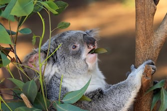 Queensland Koala (Phascolarctos cinereus adustus)