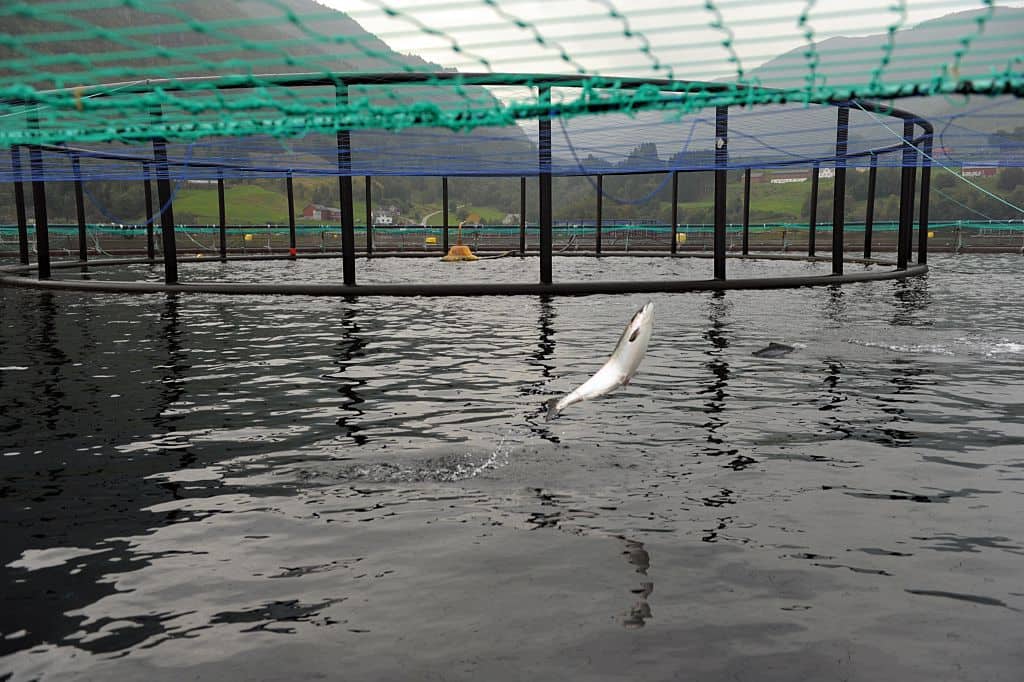 Salto di un salmone A salmon jumps in a submerged cage in front of the feeding system at a farm of Norwegian world's largest salmon producer Marine Harvest on September 11, 2014 in Indre Oppedal, 100 km from Bergen. AFP PHOTO ERIC PIERMONT (Photo credit should read ERIC PIERMONT/AFP via Getty Images)