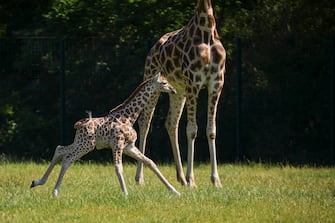 GERMANY ANIMALS GIRRAFE BERLIN TIERPARK ZOO