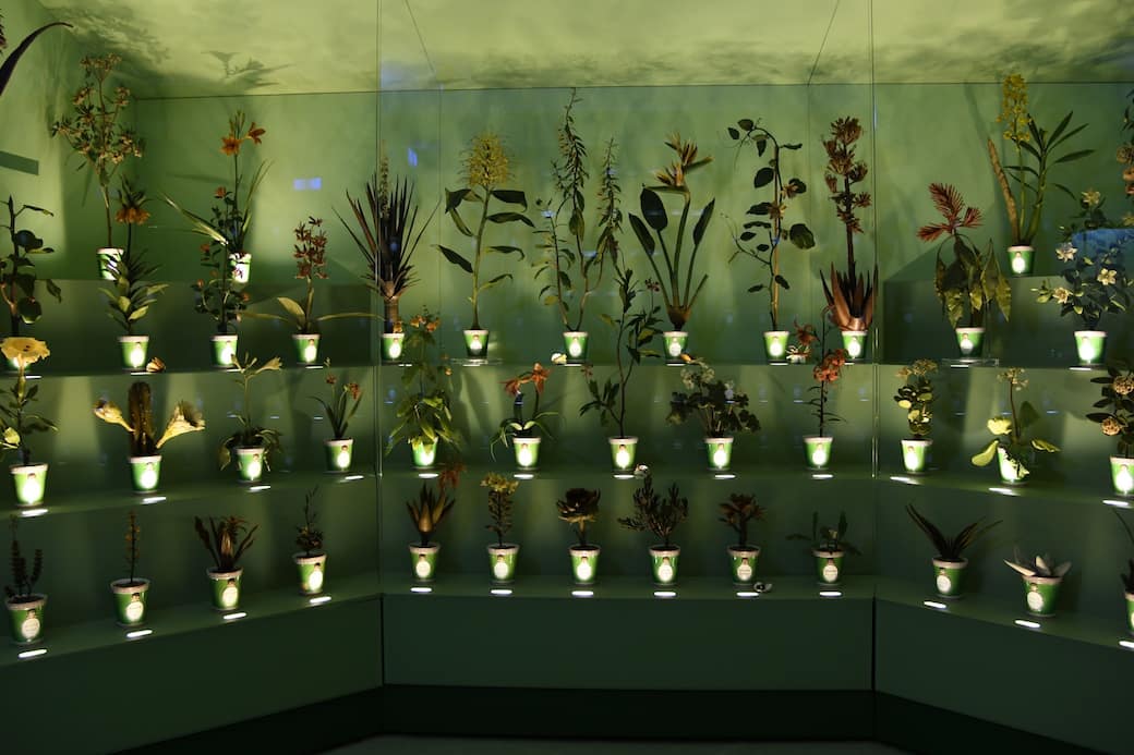 Specola_Arte_e_Scienza_cere_botaniche_(1).jpg