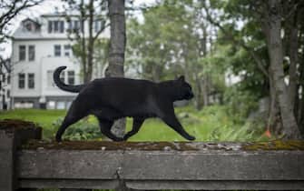 Black cat in the streets of Reykjavik.

Bombay are a type of short-haired cats developed by breeding sable Burmese and black American Shorthair cats to produce a cat of mostly Burmese type, but with a sleek, tight black coat.