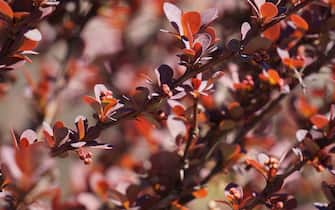 Berberis