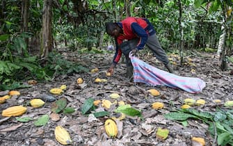An agricultural worker gathers cocoa pods at a cocoa plantation in the village of Hermankono on November 14, 2023. Unusually heavy rains in Ivory Coast have lowered substantially the production of cocoa expected from farms. Ivory Coast supplies around 40% of the world's cocoa and the country has suspended temporarily the sale of export contracts. As a result, cocoa prices are breaking records on the financial markets. (Photo by Sia KAMBOU / AFP) (Photo by SIA KAMBOU/AFP via Getty Images)