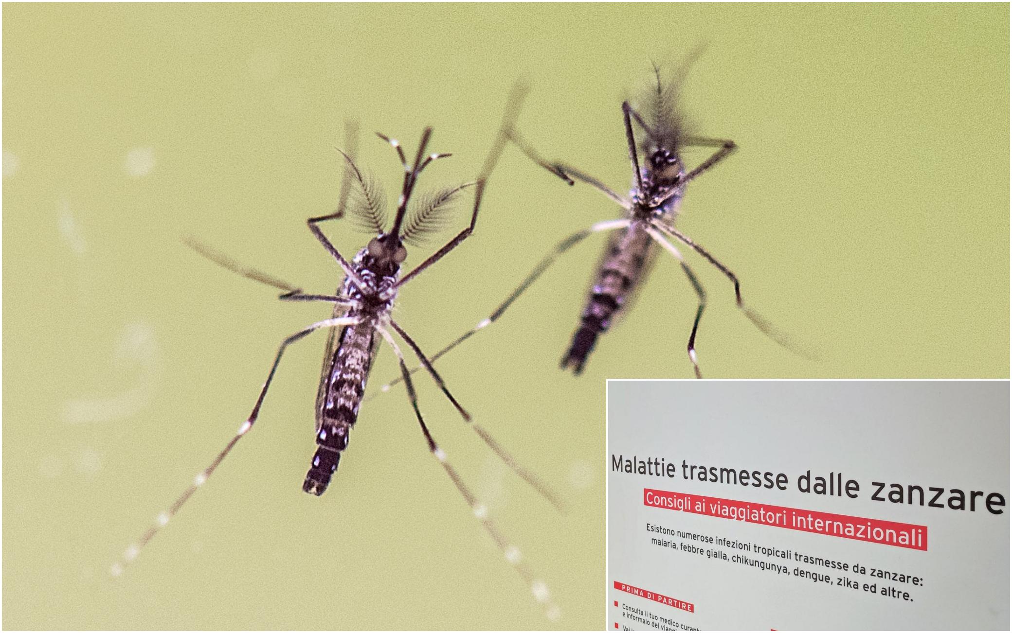 Allarme virus in Brasile per dengue, zika e chikungunya: rischio nuova ...