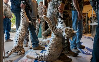 San Angelo, TX, USA:  The West Texas Big Bobcat Contest is the highest paying predator contest in the United States.  The 24 hour tournament is held three times a year in winter months: January through March.  The hunt is focused on the heaviest bobcats, 