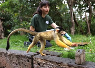 epa10817484 A squirrel monkey runs from a set of scales at London Zoo in London, Britain, 24 August 2023. Animals at the London Zoo are measured and weighed annually to check on their health and wellbeing.  EPA/NEIL HALL