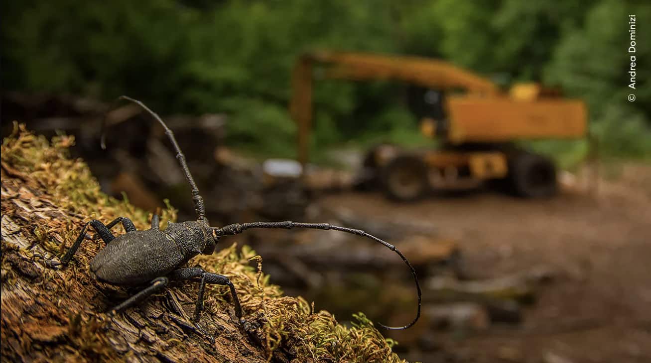 After the Destruction - Andrea Dominizi