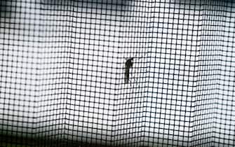 Close-up of a mosquito sitting on the outside a mosquito net