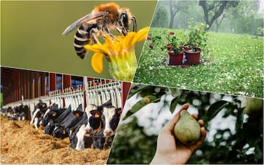 collage di foto in campagna: stalle, albero di pera, giardino, ape 