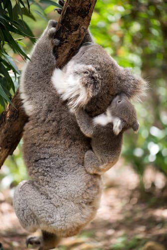 Koala with joey climbing on a tree.