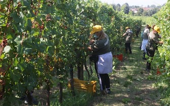 Lavoratori albanesi durante la vendemmia nell'azienda agricola Faccoli, Coccaglio (Brescia), 10 agosto 2020. Ansa/Filippo Venezia