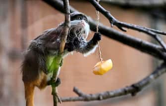 An imperator tamarin refreshes with an ice fruits in the BioParco zoo pool in Rome, Italy, 19 July 2023. ANSA/RICCARDO ANTIMIANI