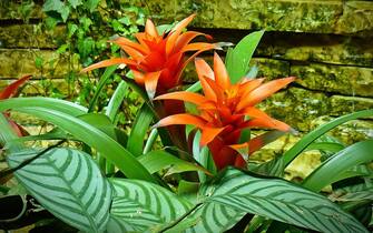 Bromelia
