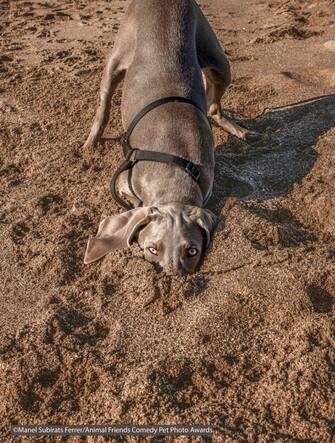 Le foto dei 40 finalisti all'Animal Friends Comedy Pet Photo Awards