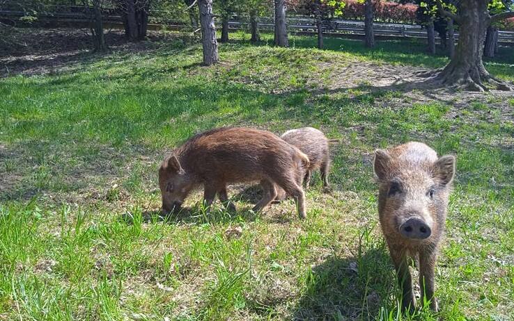 Un'immagine dei cuccioli tratta dalla pagina Parco di San Vito Torino