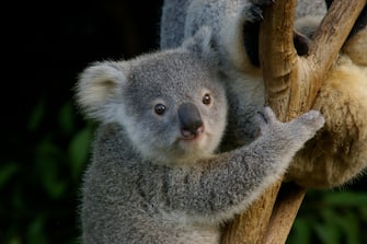 koala junior