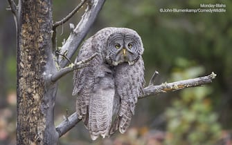 The Comedy Wildlife Photography Awards 2023
John Blumenkamp
Salt Lake City
United States

Title: Monday Blahs
Description: This Great Gray Owl spent most of the afternoon posing majestically and looking, well, wise.  But for a moment or two after doing some elegant stretching, he/she would slump and give a look of 'is Monday over yet?'
Animal: Great Gray Owl
Location of shot: Grand Teton National Park, USA