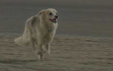 LA CAGNOLINA DEL BAHRAIN