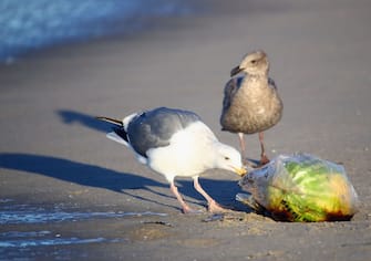 VENICE BEACH, CA - JANUARY 30:  A seagull pecks at a plastic bag just off the coast of California on January 30, 2017 in Venice Beach, California.  (Photo by Bruce Bennett/Getty Images)