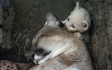 A four-week-old albino puma cub (Felis concolor), born in captivity and considered an endangered species, plays with its mother at Thomas Belt Zoo in Juigalpa, Nicaragua, on August 23, 2023. (Photo by OSWALDO RIVAS / AFP) (Photo by OSWALDO RIVAS/AFP via Getty Images)