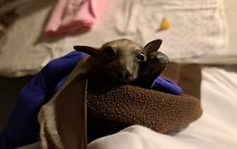 Pipistrello