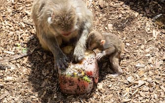 Bioparco, cibo fresco per gli animali contro il caldo