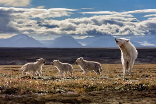 RONAN DONOVAN I lupi artici / The Wolves of the High Arctic