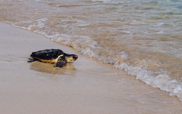 epa08726448 One of the loggerhead turtles (Caretta caretta) is seen after their release on Es Cavallet beach in Ibiza, Balearic Island, Spain, 07 October 2020. A total of 26 turtles were released after eggs have hatched in July 2019.  EPA/SERGIO G. CANIZARES