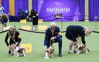 epa10615734 Cavalier King Charles Spaniels and the handlers during breed judging at the 147th annual Westminster Kennel Club Dog Show being held at the USTA Billie Jean King National Tennis Center in Flushing Meadows in the Queens borough of New York, New  York, USA, 08 May 2023.  EPA/JUSTIN LANE