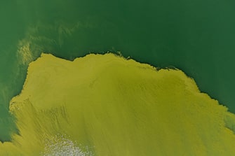 epa10815890 An image taken with a drone shows the water of Lake Lugano coloured in green and yellow due to a strong Cyanobacteria (Blue-Green Algae) proliferation, near Riva San Vitale, Switzerland, 23 August 2023. The proliferation of blue-green algeae is favoured by higher water temperatures. In cases of heavy proliferation, the bacteria can release substances that are potentially dangerous to humans and animals.  EPA/Elia Bianchi